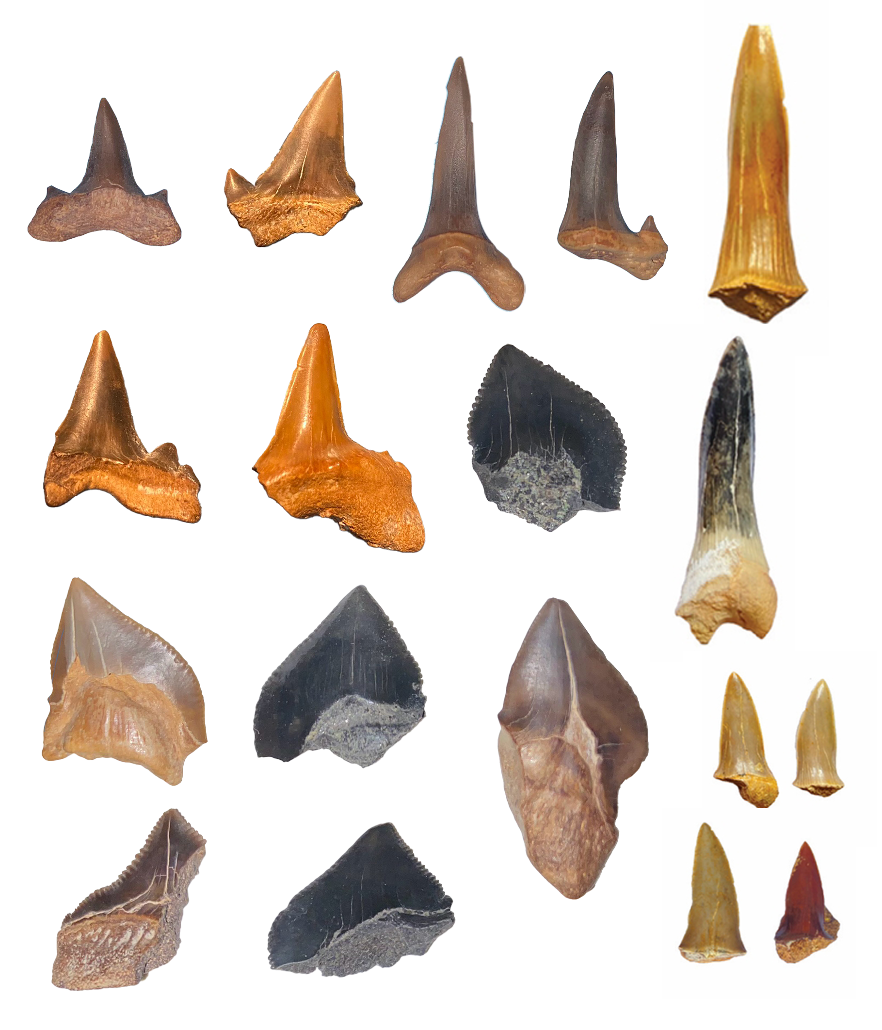 A collection of the shark teeth identified in the new study. A collection of the shark teeth identified in the new study.